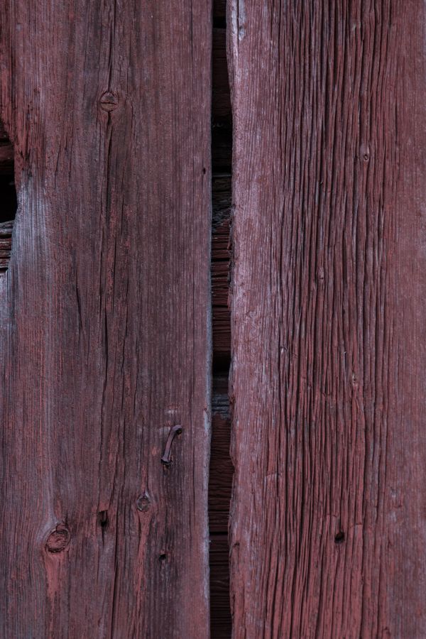 tree, branch, wood, grain, texture, plant