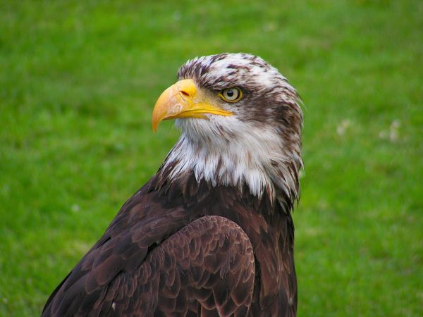 vogel,wildlife,portret,vleugel,bek,adelaar