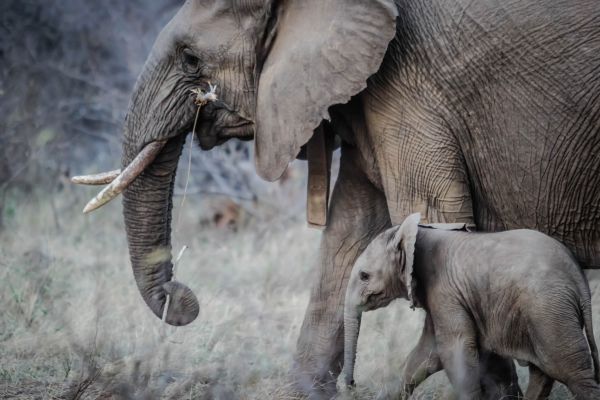 Tier,Tierwelt,Zoo,Säugetier,Fauna,Kofferraum