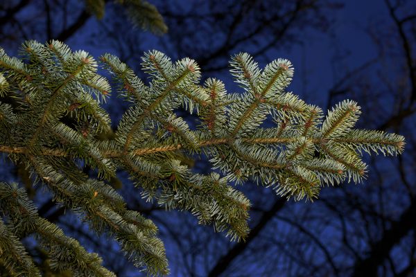 boom, natuur, Bos, tak, fabriek, winter