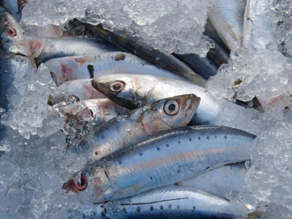 poisson, sardine, vertébré, Chasse-lait, Sardines, hareng