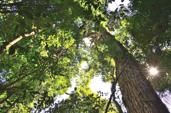 albero,natura,foresta,ramo,pianta,luce del sole