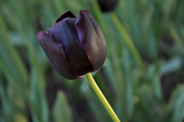 menanam,bunga,daun bunga,bunga tulp,botani,hitam