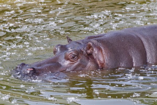 agua, animal, animais selvagens, jardim zoológico, África, nadar