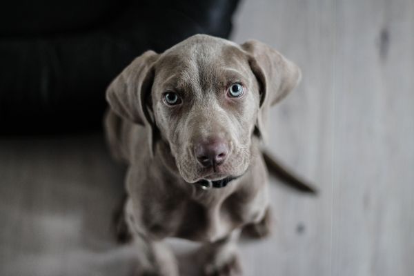 κουτάβι,σκύλος,θηλαστικό ζώο,Weimaraner,σπονδυλωτό,ρύγχος