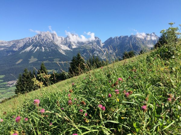 grass,wilderness,walking,mountain,hiking,trail