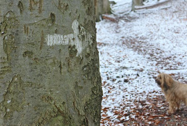 árbol, blanco, hoja, ladrar, fauna silvestre, Iniciar sesión