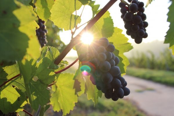 la nature,plante,grain de raisin,vigne,vignoble,bouquet