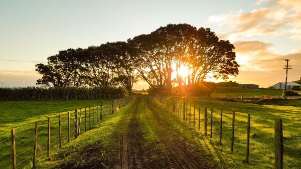 paisaje,árbol,naturaleza,camino,césped,al aire libre