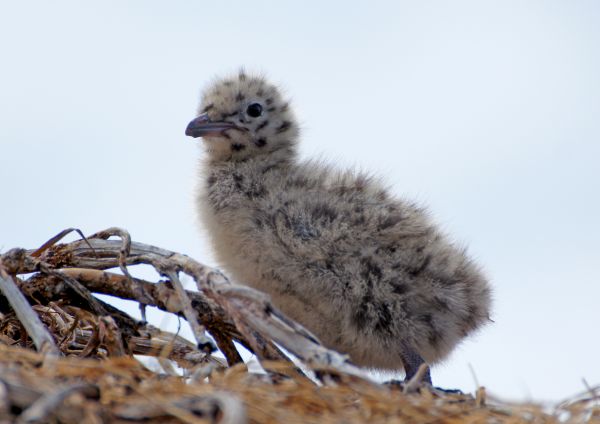 pájaro, linda, fauna silvestre, pico, fauna, de cerca