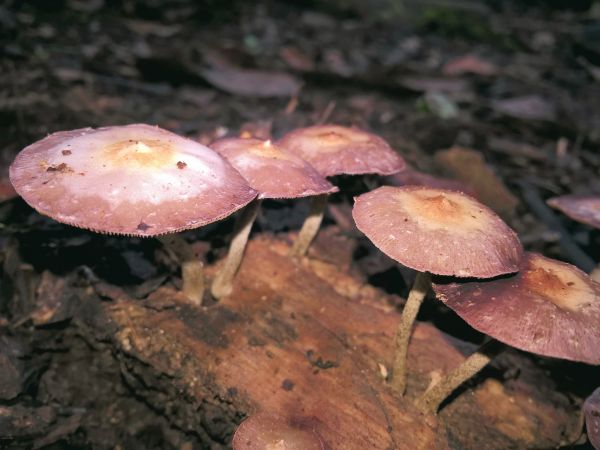 leaf,autumn,mushroom,fauna,fungus,flora