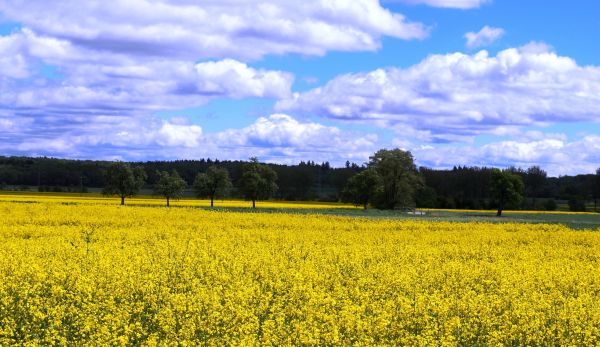 gress, horisont, anlegg, himmel, felt, natur