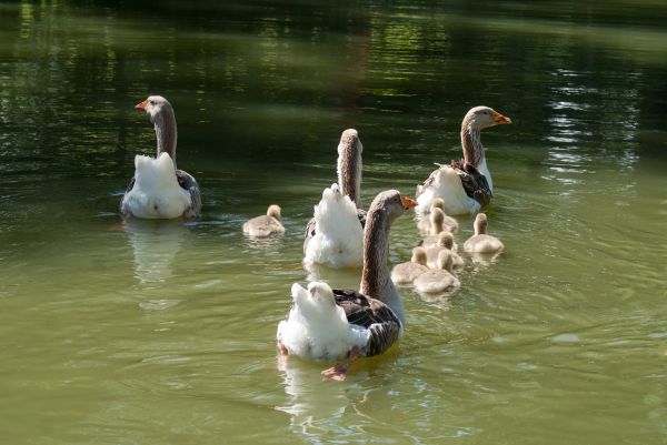 voda,Příroda,pták,rybník,zvěř a rostlinstvo,fauna