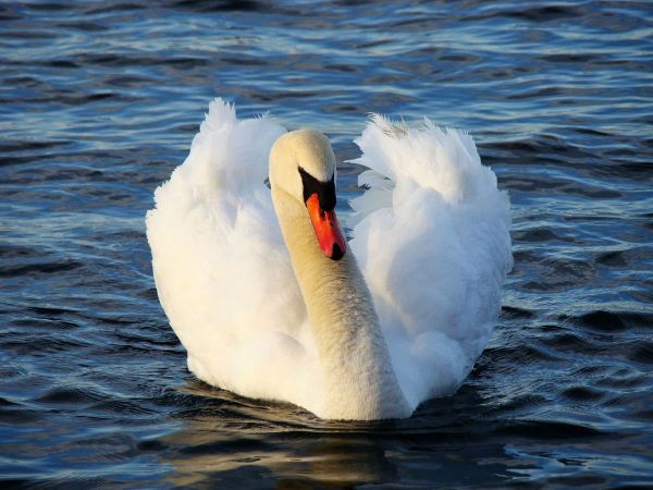 Meer,Wasser,Vogel,Flügel,Welle,See