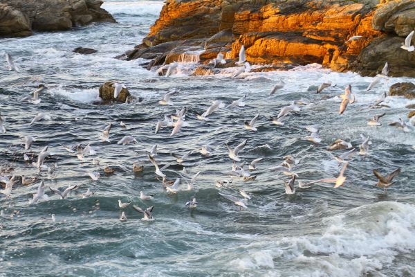 mare, costa, acqua, roccia, oceano, puntellare