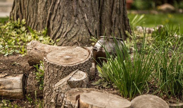 árbol, naturaleza, césped, planta, madera, rama