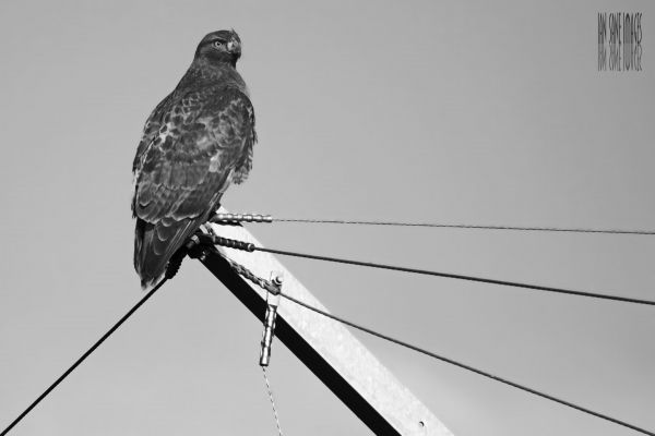 Schwarz und weiß,Weiß,Fotografie,Ast,Vogel,Flügel