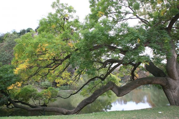 Baum,Natur,Pflanze,Ast,Blume,See