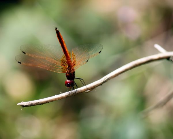 aripă,fotografie,a zbura,natură,frunze,floare