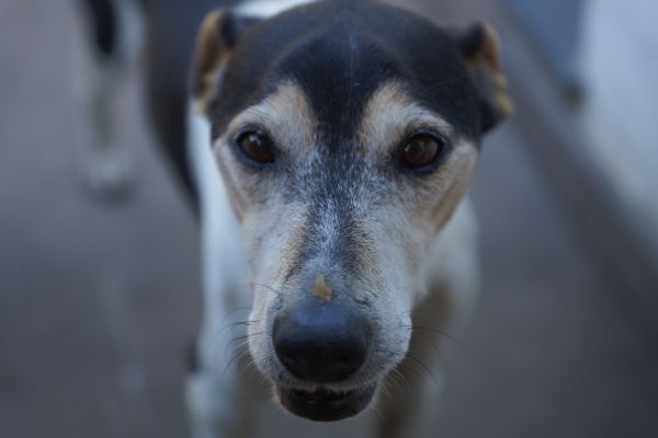 köpek, memeli, Avlanma, Spor Dalları, omurgalı, kapatmak