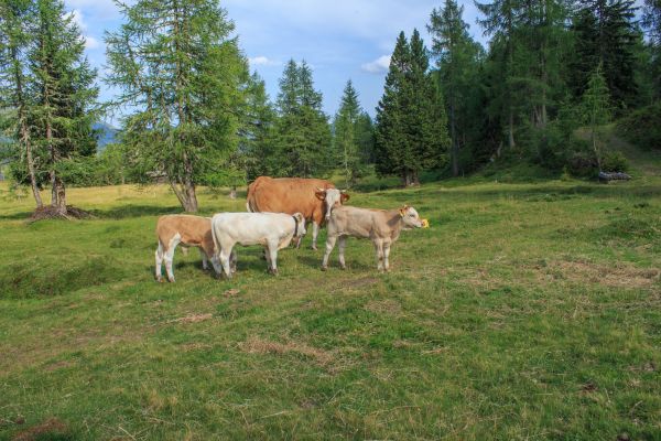 Landschaft, Gras, Feld, Bauernhof, Wiese, Wildnis