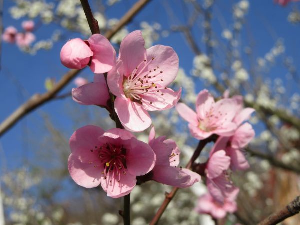 træ,afdeling,blomst,plante,himmel,frugt