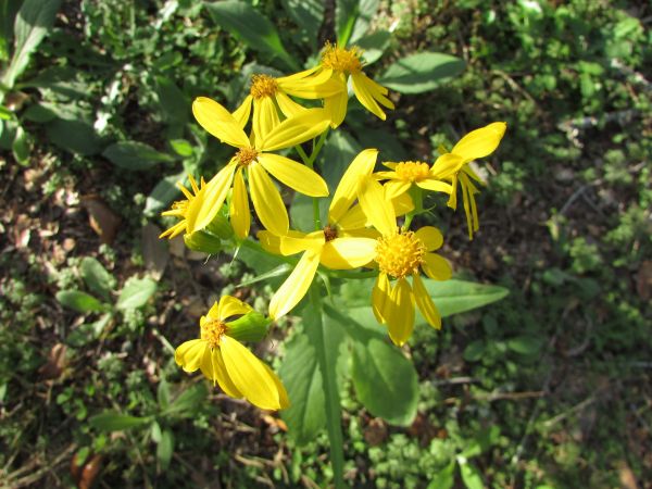 自然,工場,花,春,ナチュラル,開花する