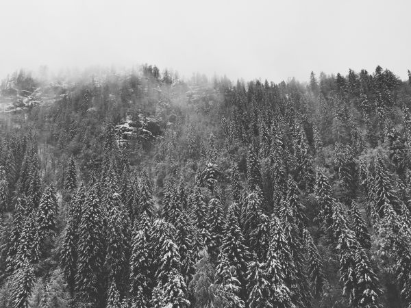 paysage, arbre, la nature, forêt, région sauvage, herbe