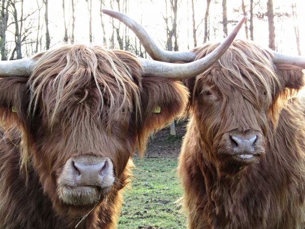 faune,corne,vache,bétail,pâturage,agriculture