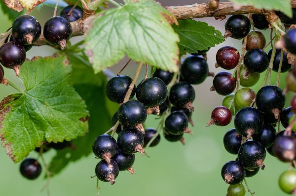 natură,plantă,fruct,boabă,dulce,floare