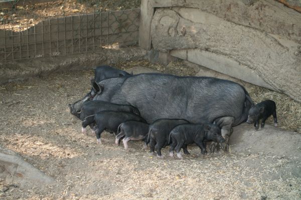 mamífero,fauna,jardim zoológico,Gado,Aves,Animais de estimação