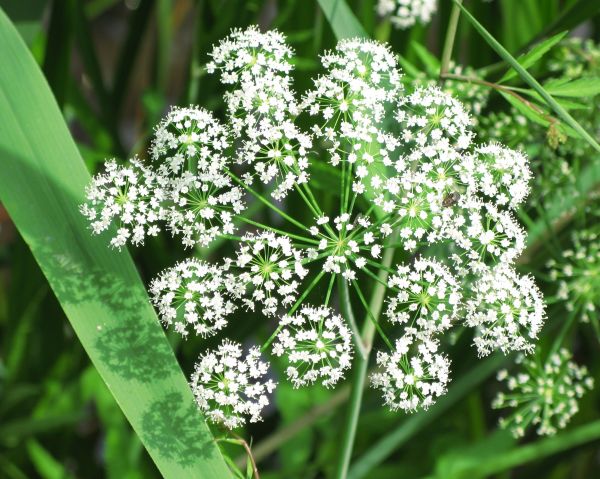 Pflanze,Weiß,Blume,hoch,Kraut,produzieren