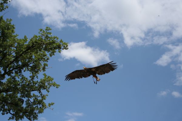 natur, fågel, vinge, himmel, träd, moln