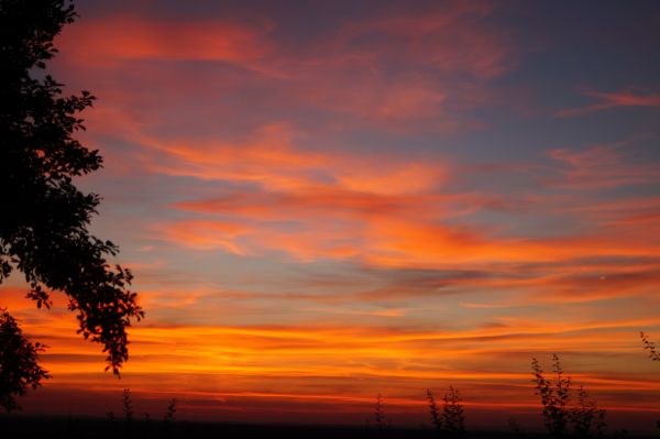 krajina, Příroda, horizont, strom, větev, sníh