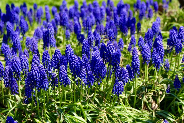 iarbă,plantă,floare,arc,lavandă,Bluebonnet