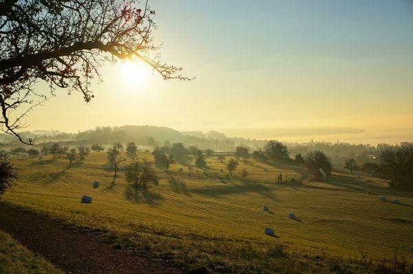 krajina,strom,príroda,horizont,tráva,vrch