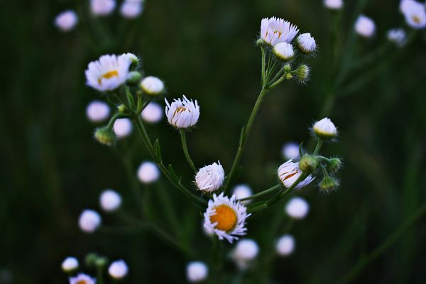 blomst,anlegg,kamille,blomstrende plante,Chamaemelum nobile,petal