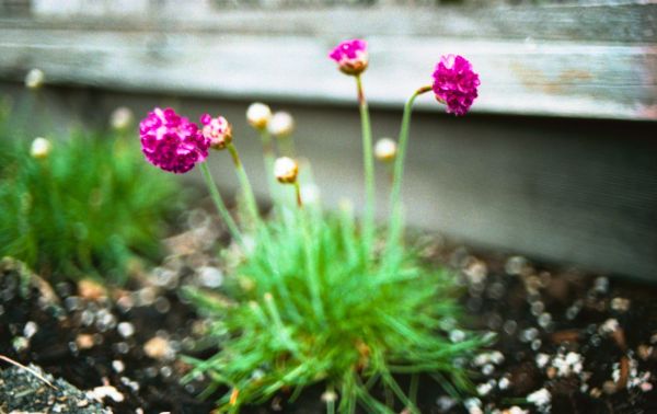 plante,blomst,græs,bokeh,blad,grøn