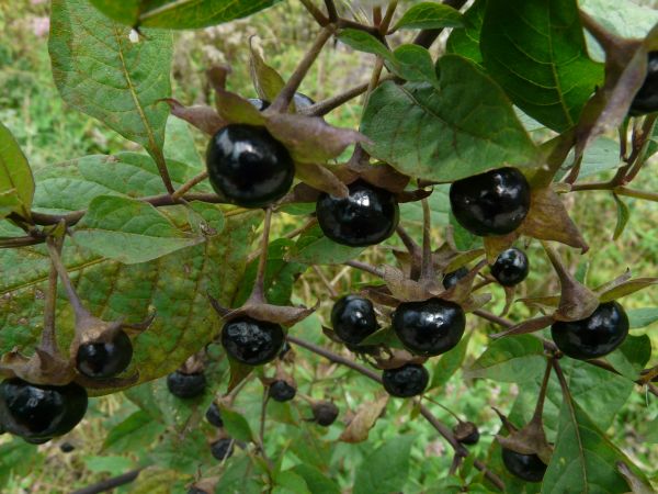 naturaleza,rama,planta,Fruta,baya,flor