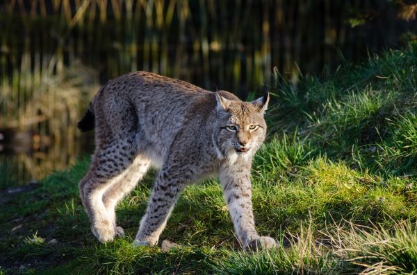 tráva,zvěř a rostlinstvo,zoologická zahrada,kočka,Kočkovitý,savec