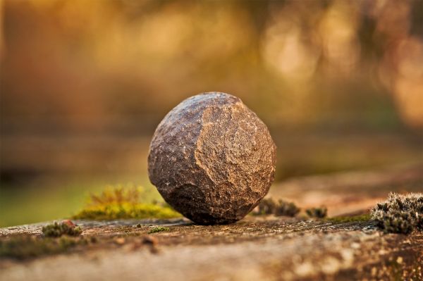 tree, nature, grass, rock, person, branch