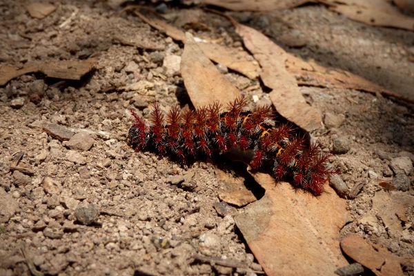 alam,margasatwa,serangga,makro,tanah,fauna