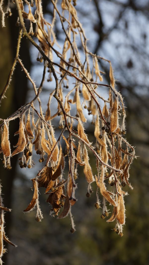 tre, natur, gren, snø, kald, vinter