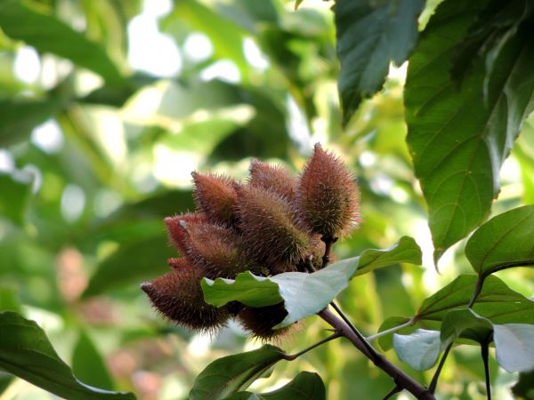 boom,natuur,tak,bloesem,fabriek,blad