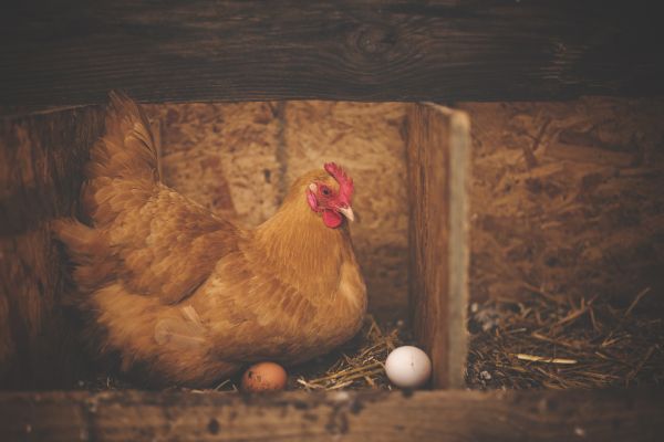 鳥,翼,木材,動物,ファーム,納屋