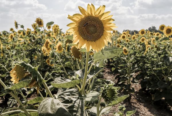 planta,campo,flor,pétalo,florecer,Produce