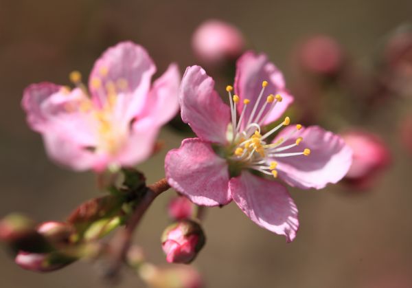 afdeling, blomst, plante, frugt, blomst, kronblad