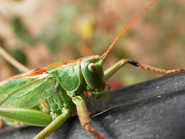 naturaleza, fotografía, verde, insecto, macro, fauna