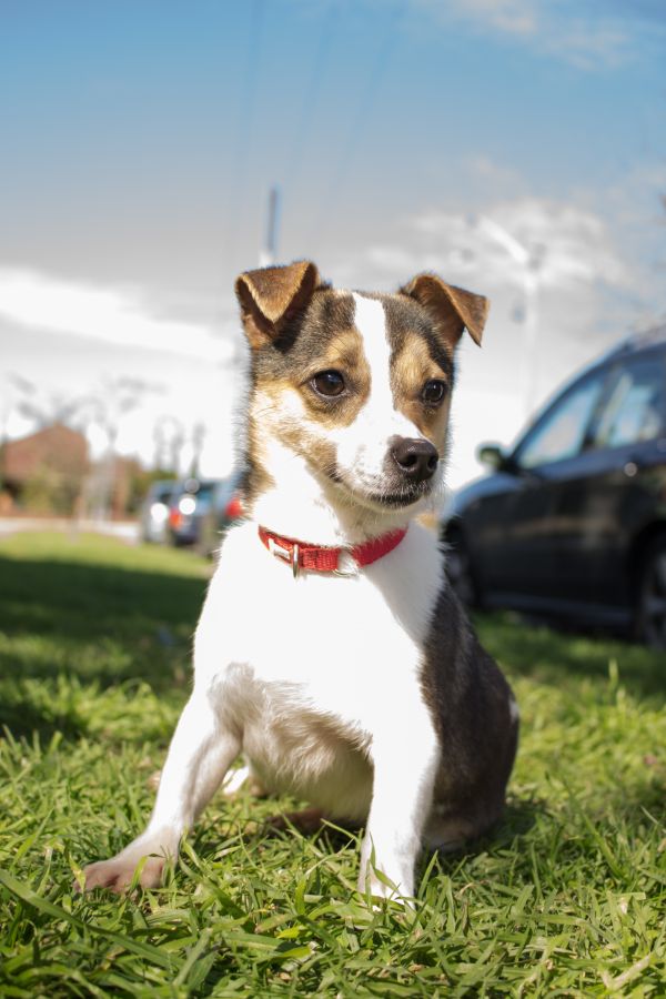 cucciolo, cane, animale, carina, canino, animale domestico