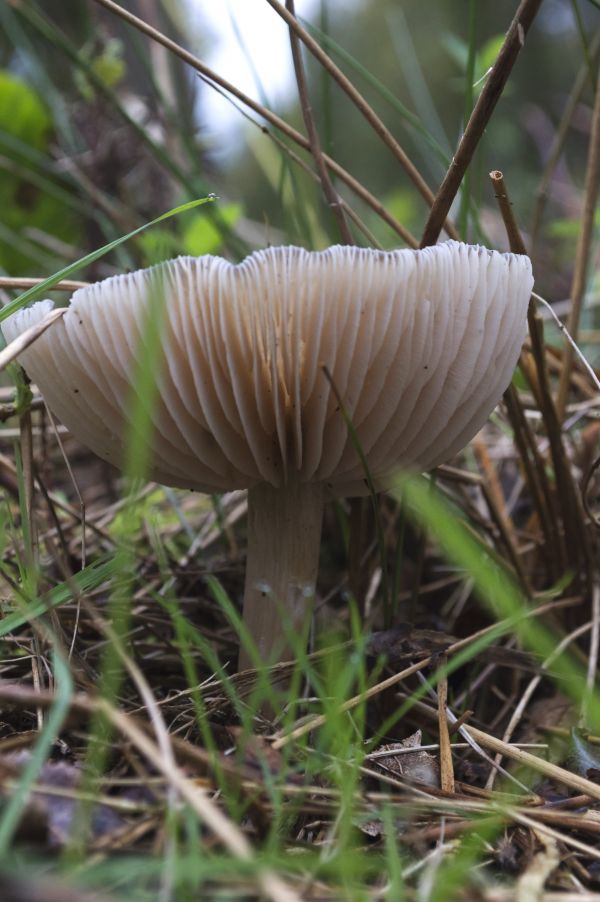 la nature, forêt, de plein air, fleur, botanique, photo